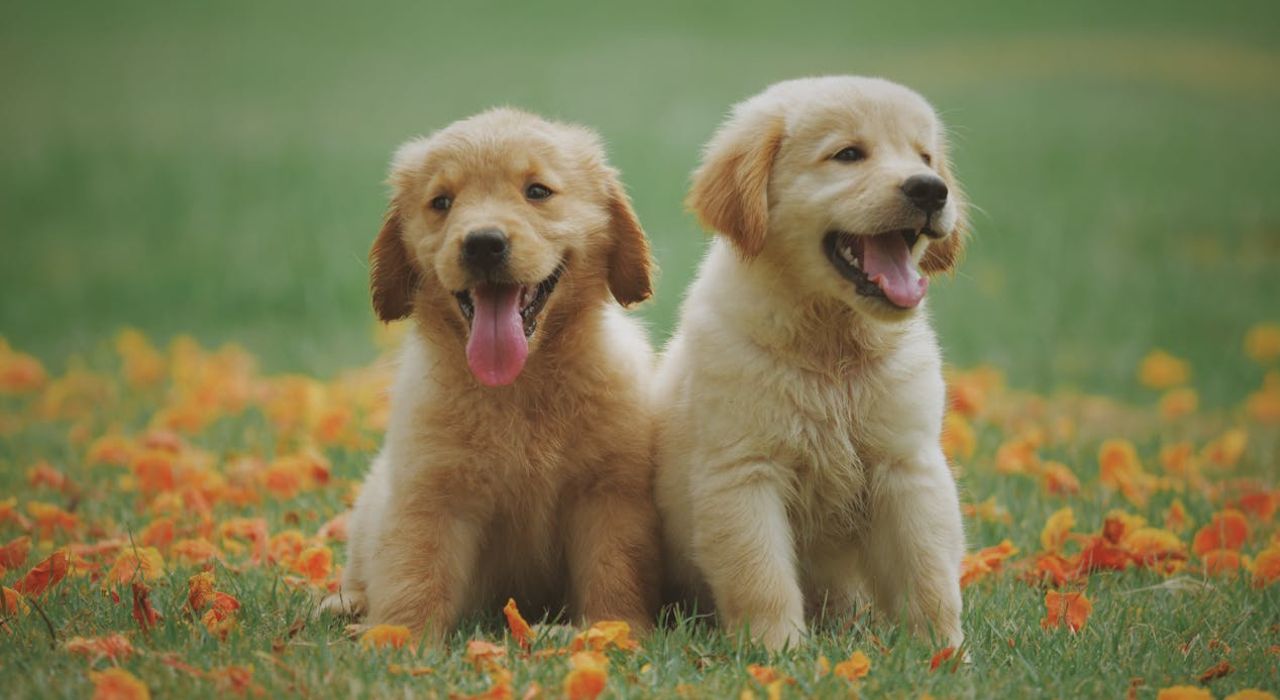 dogs